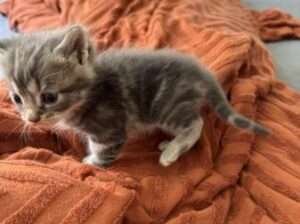 5 week old male grey tabby kitten
