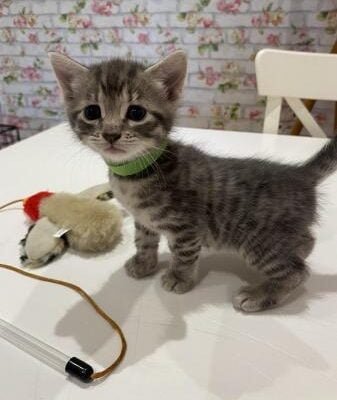 Beautiful kitten for sale boy