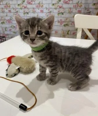 Beautiful kitten for sale boy