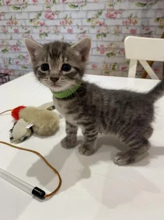 Beautiful kitten for sale boy