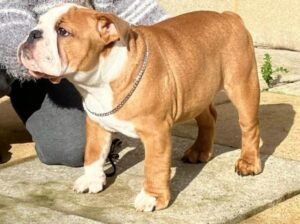 8 month red and white male bulldog