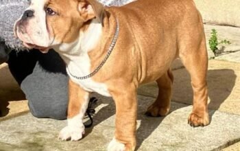8 month red and white male bulldog