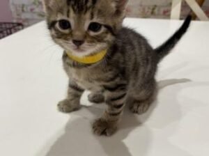 Beautiful kitten for sale boy