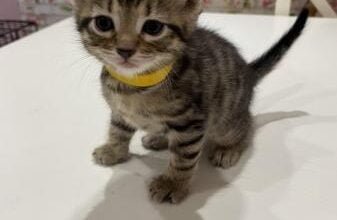 Beautiful kitten for sale boy