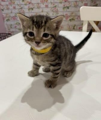 Beautiful kitten for sale boy