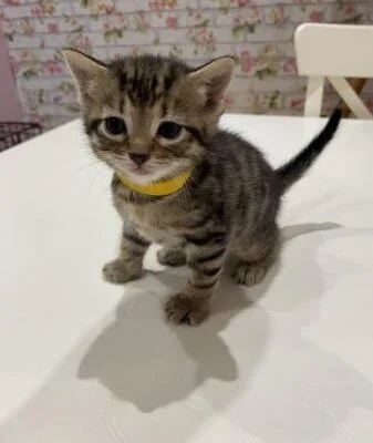 Beautiful kitten for sale boy