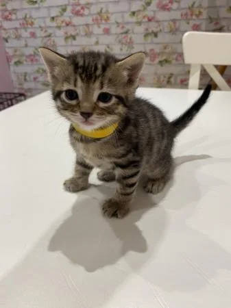 Beautiful kitten for sale boy
