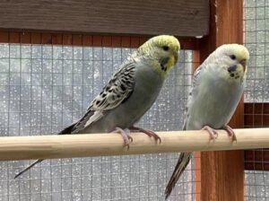 2 Budgies 4 months old both female
