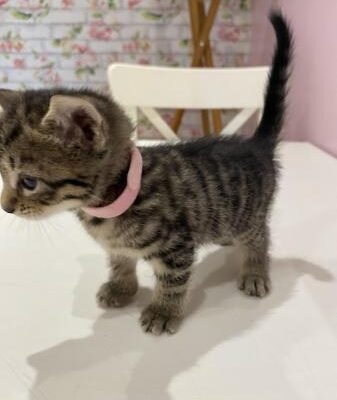 Beautiful kitten for sale boy