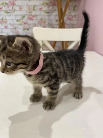 Beautiful kitten for sale boy