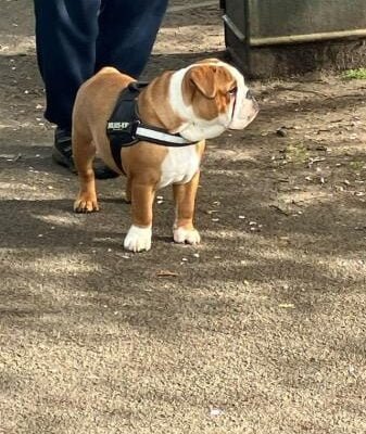 8 month red and white male bulldog
