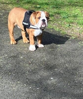 8 month red and white male bulldog