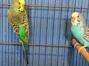 Clearbody colour budgierigar(minis) for sale
