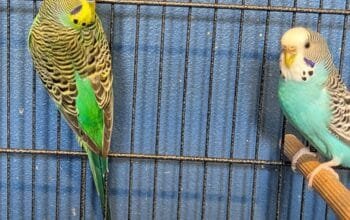 Clearbody colour budgierigar(minis) for sale