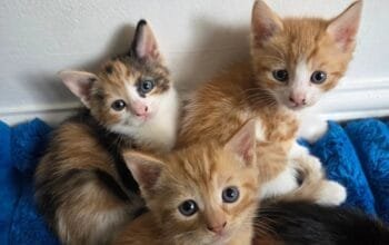 Gorgeous 7 Week Old Kittens For Sale