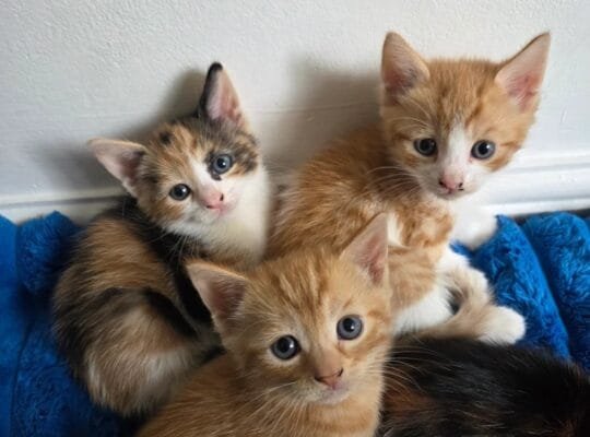 Gorgeous 7 Week Old Kittens For Sale