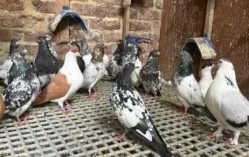 Pigeons for sale £10 each