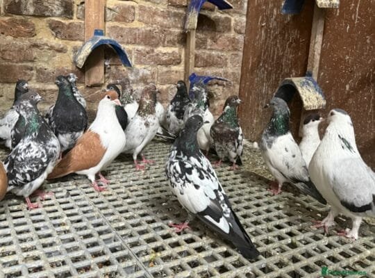Pigeons for sale £10 each